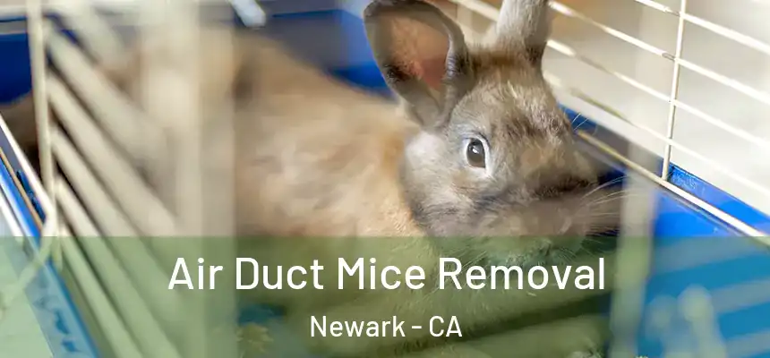 Air Duct Mice Removal Newark - CA